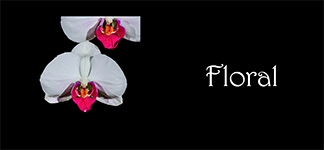 Floral Gallery
